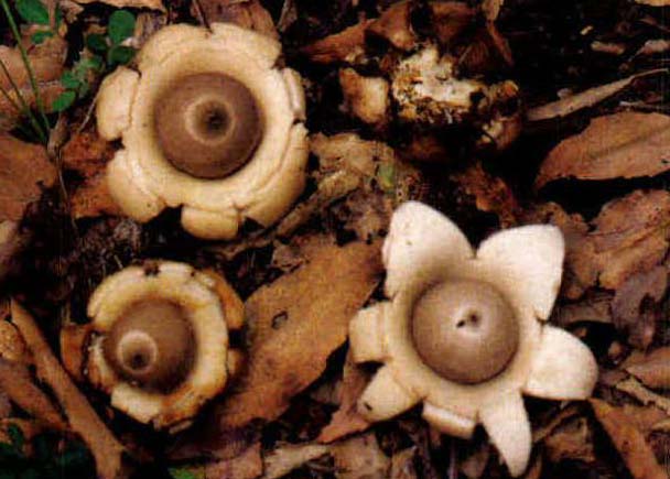 Geastrum saccatum (Fr.) Fischer